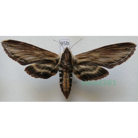 Sphinx kalmiae J.E. Smith, 1797 ex. ovo Canada 84mm95b